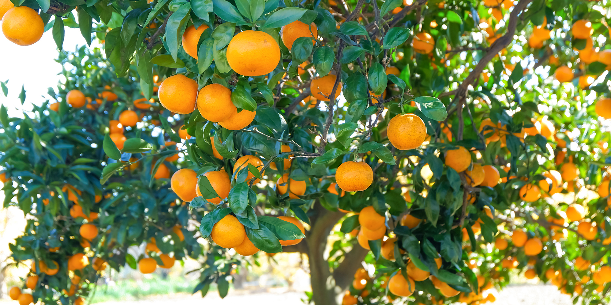有限会社久山園