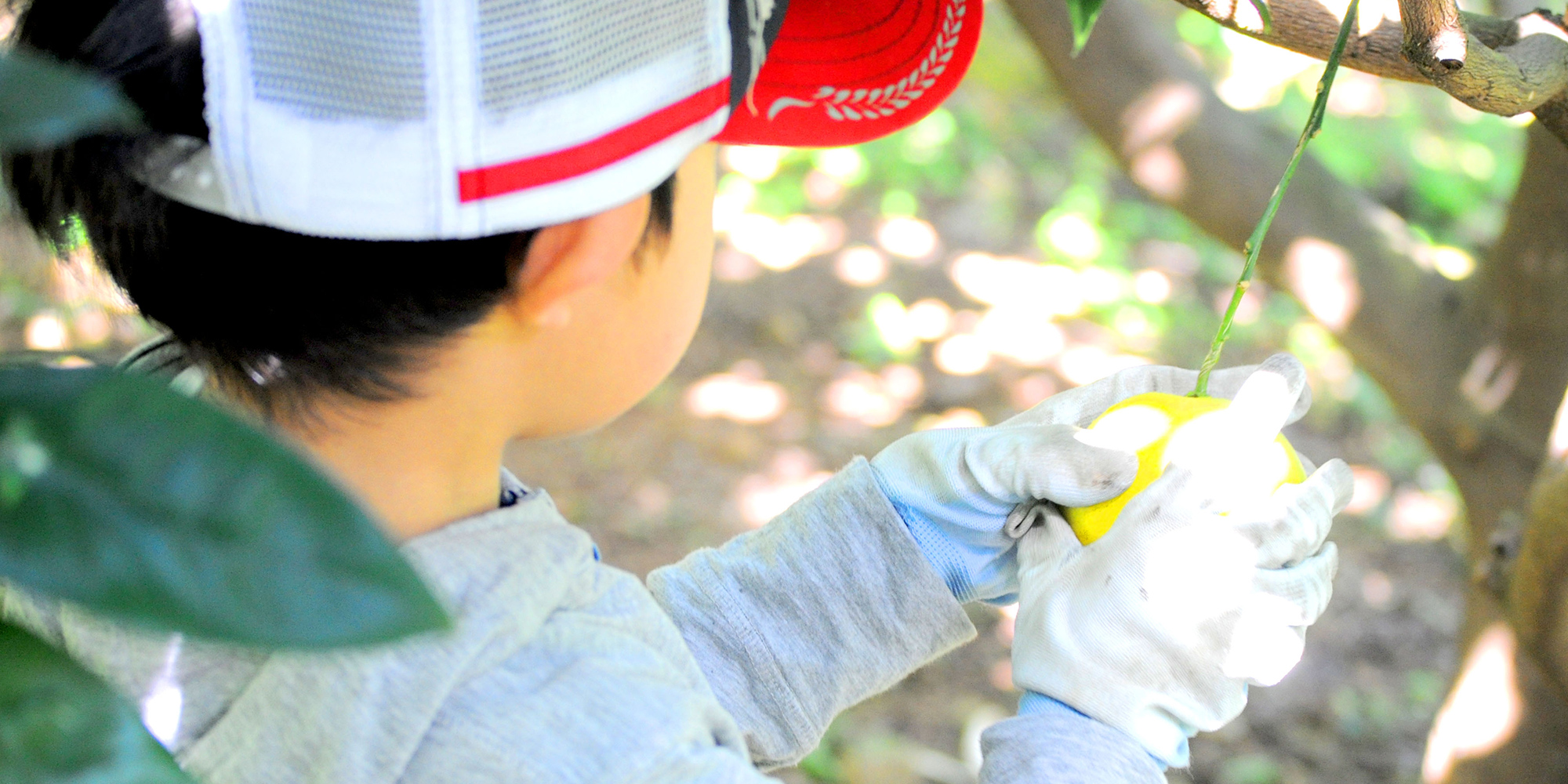 有限会社久山園