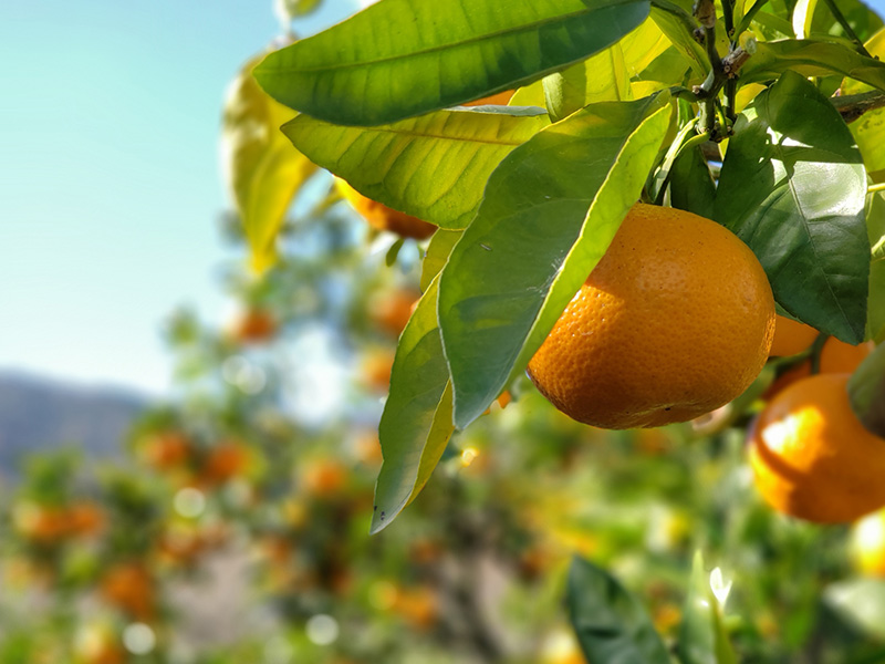 有限会社久山園