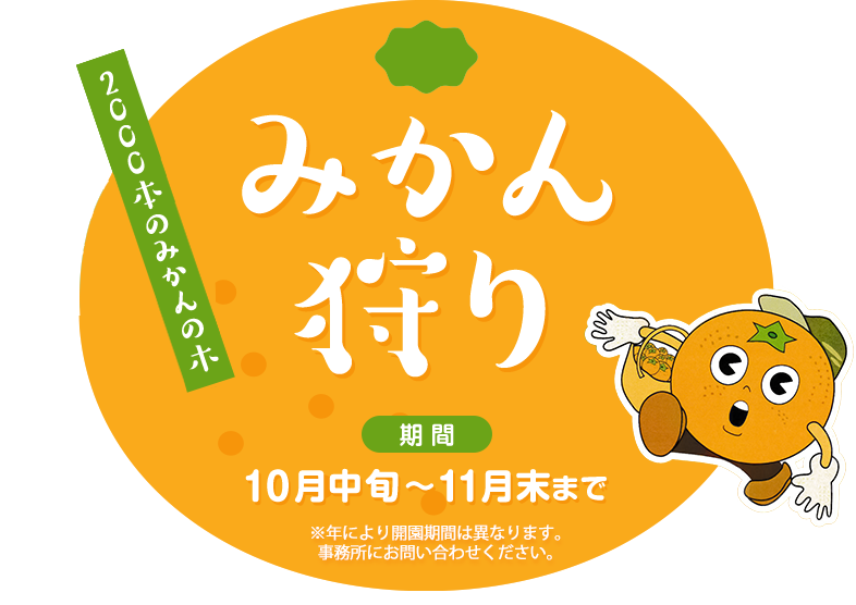 みかん狩り、2,000本のみかんの木！！