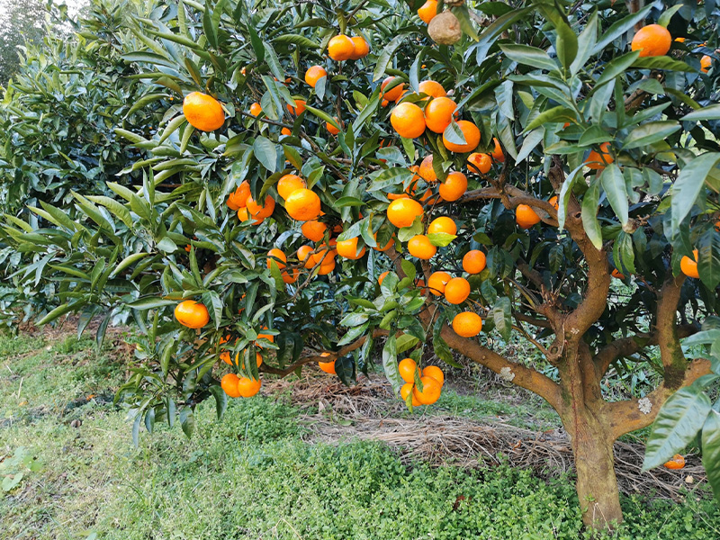 久山園のみかん狩り